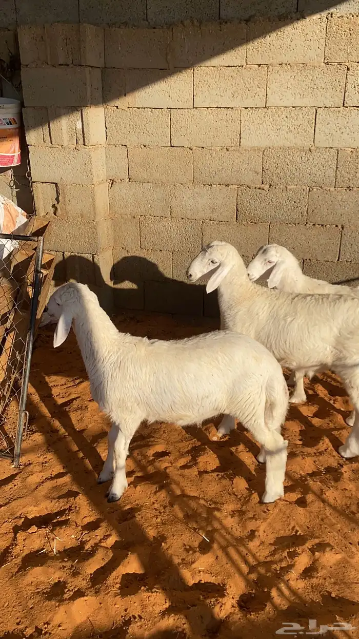 3 خرفان حريه 1
