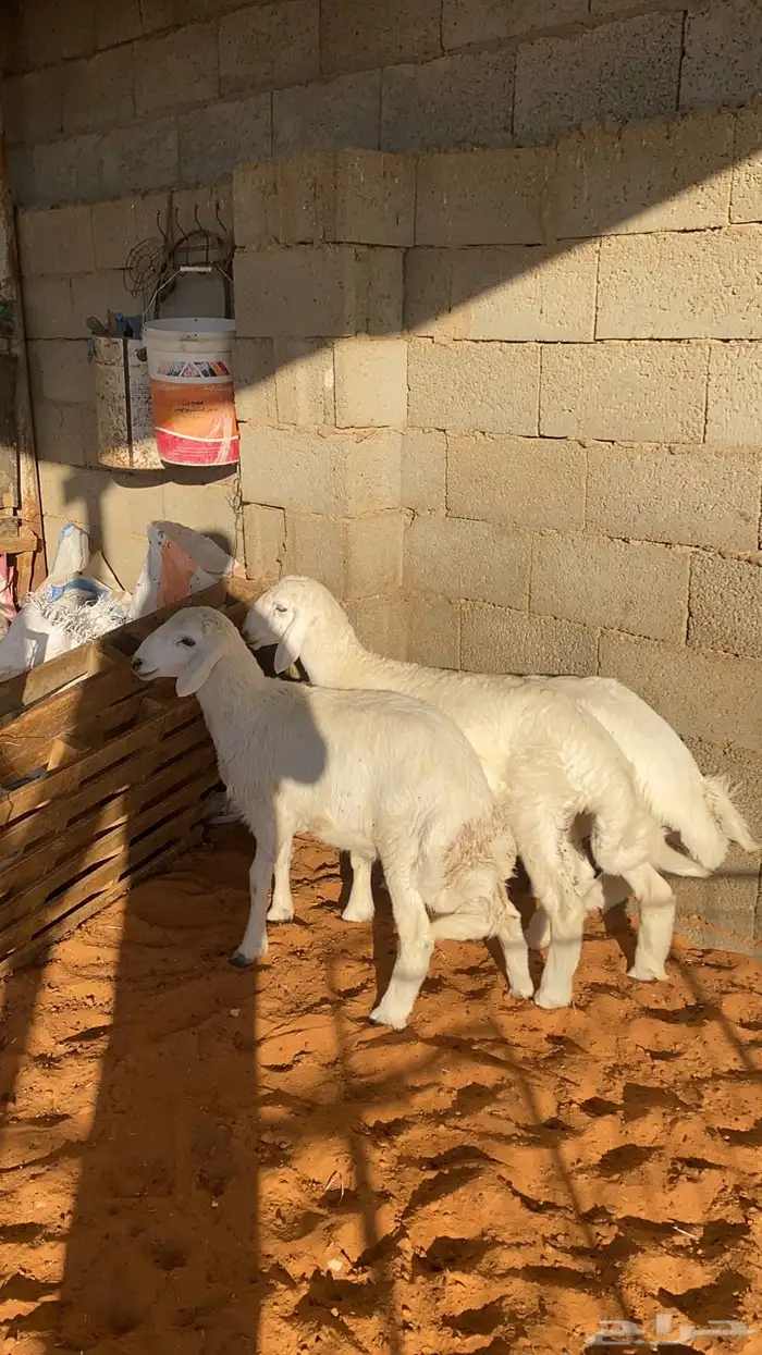 3 خرفان حريه 2