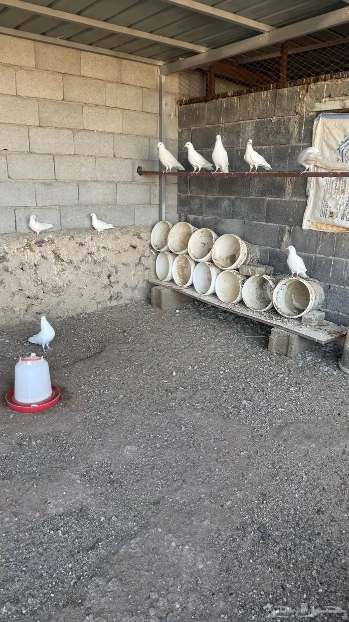 حمام فرنسي 0