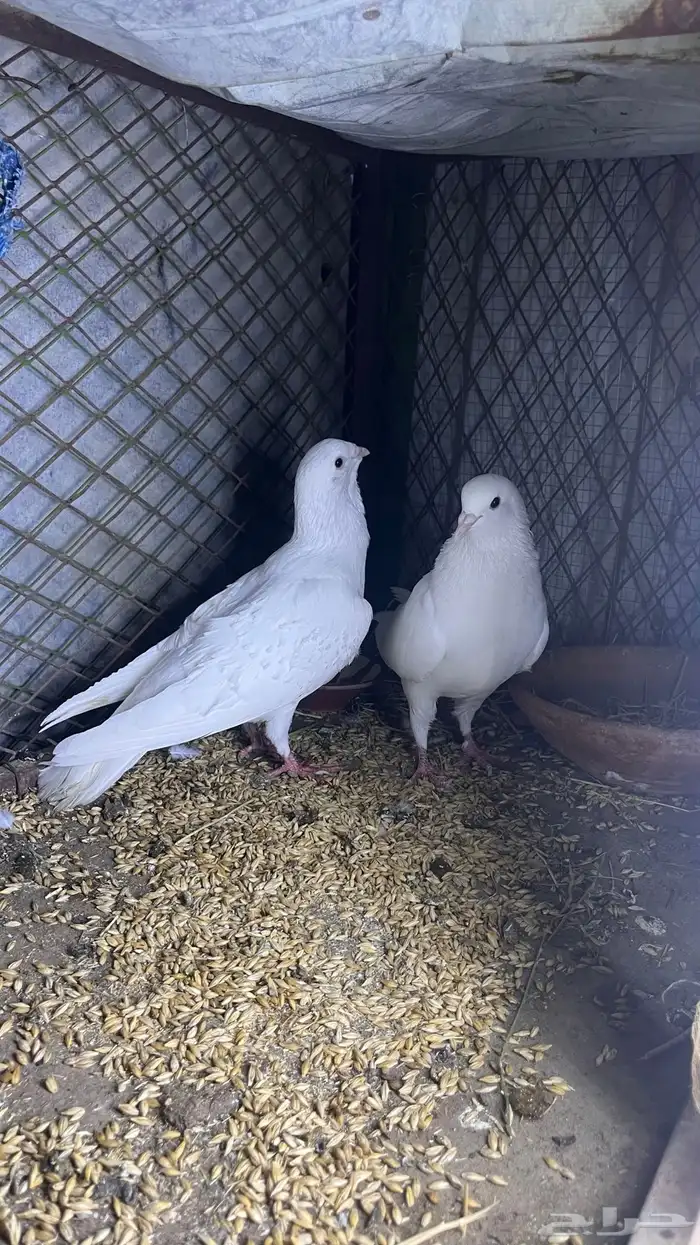 حمام فرنسي سوبر جابو 1