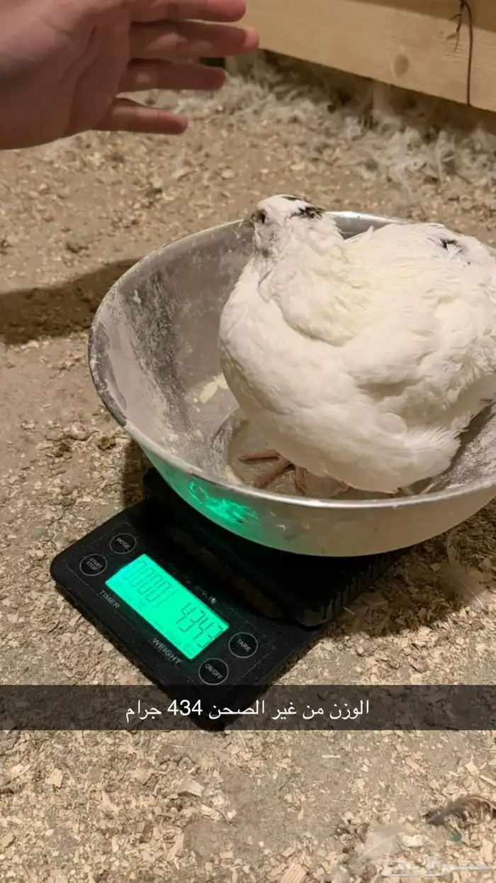 سمان تكساس العملاق 0