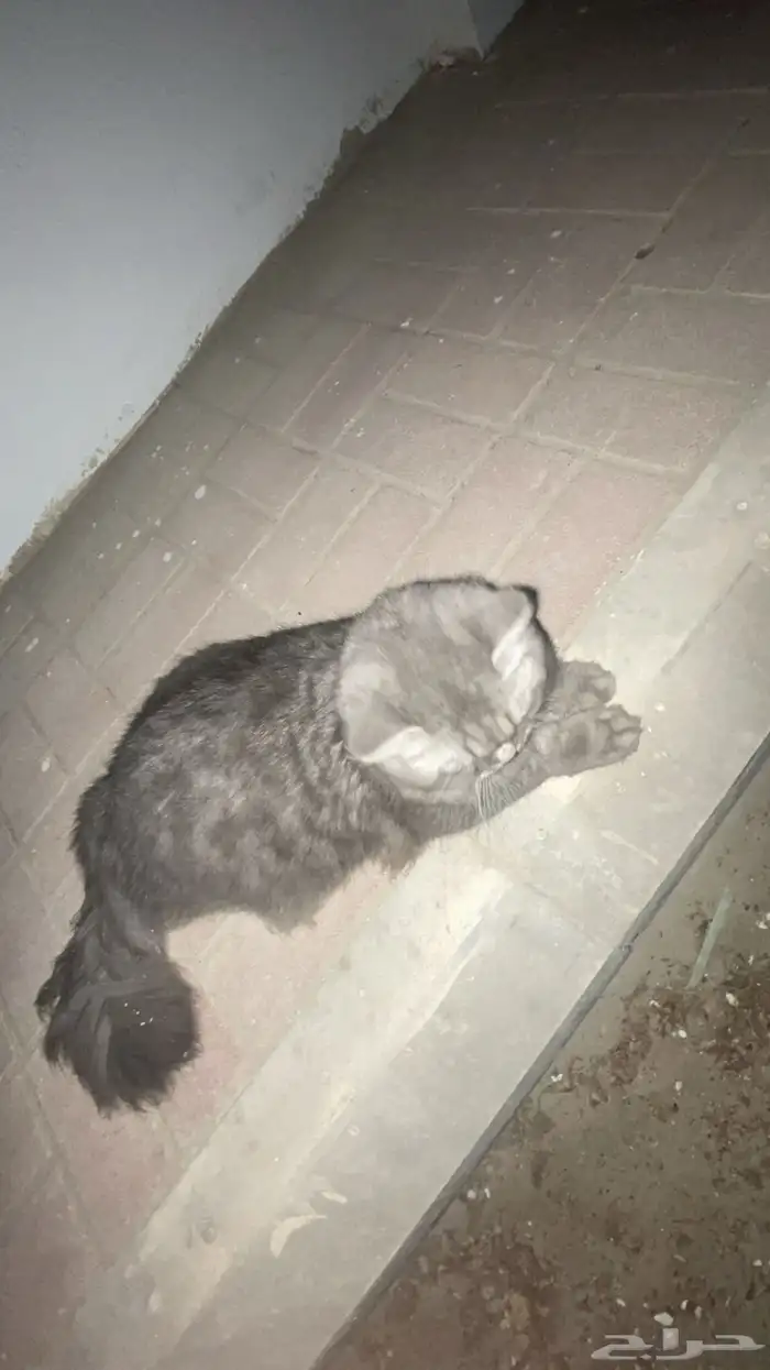 قط ضايع الدمام 1