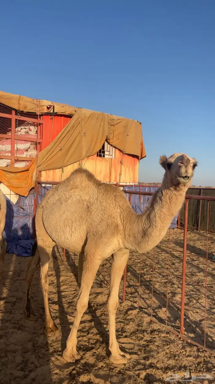 حشوان للبيع 0