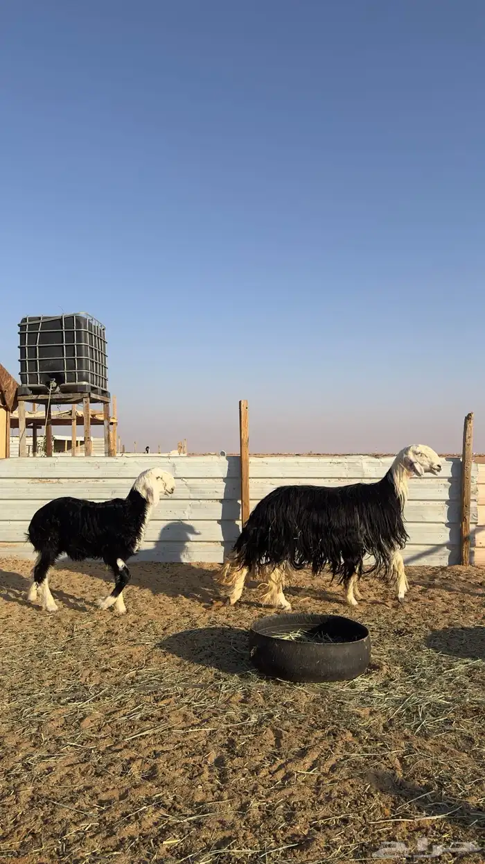 نجديه كفو تحتها خروف كفو 6