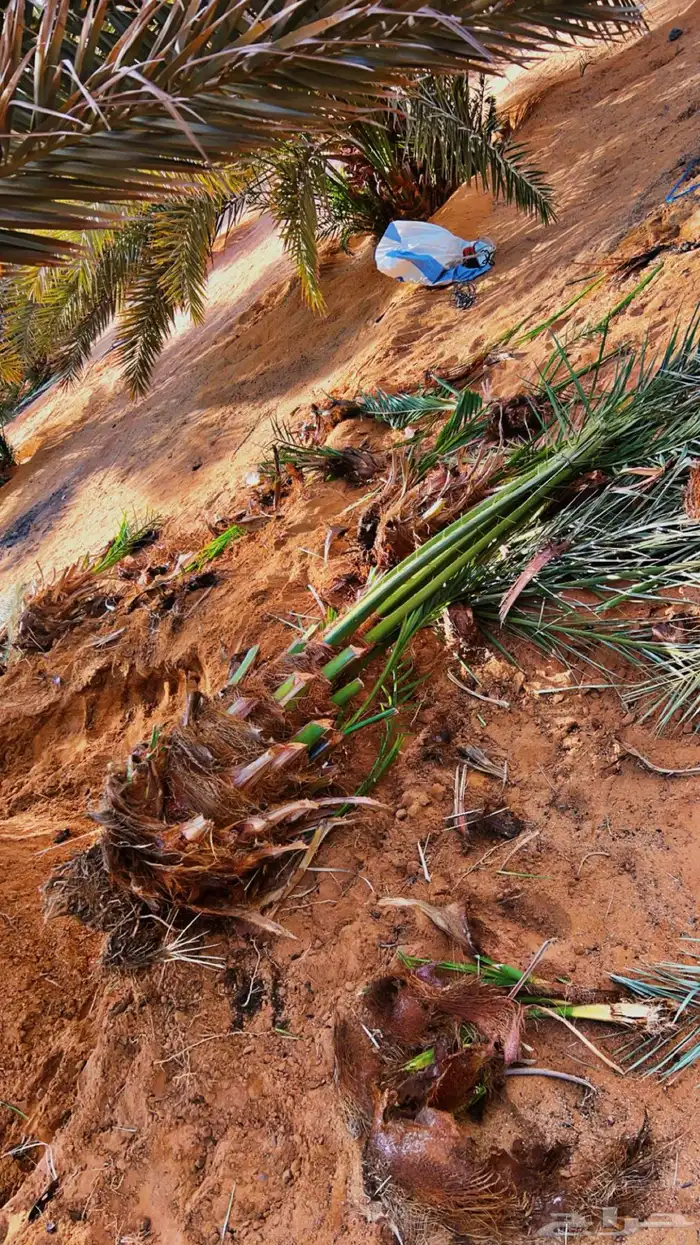 نخل للبيع   نخيل للبيع 0