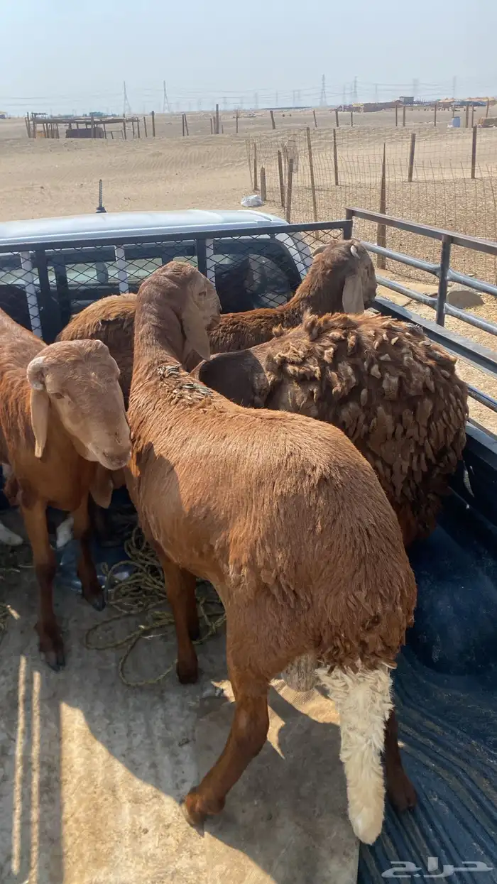 طليان ذبايح سواكن حمري تربيه شرط النظافة 1