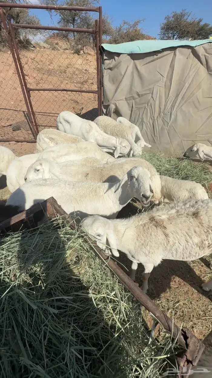 غنم حرش للبيع 3