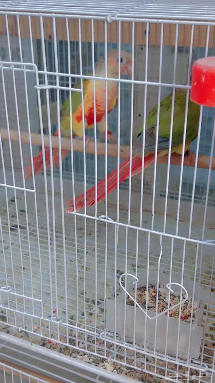 زوج كنيور اناناس دبل رد فاكتر بفروخه 1