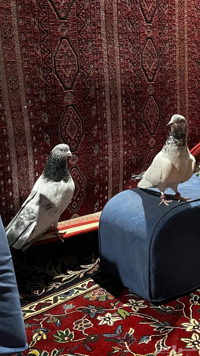 حمام باكستاني 3