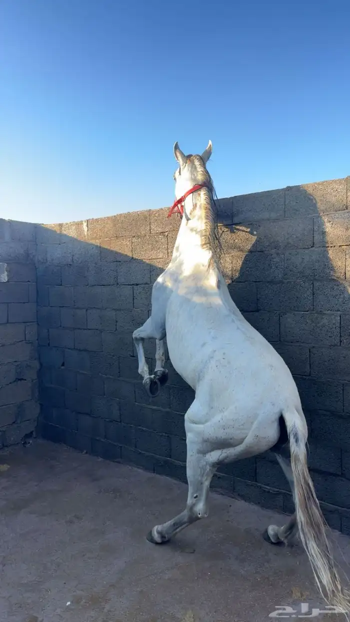 حصان جزيري شعبي 7