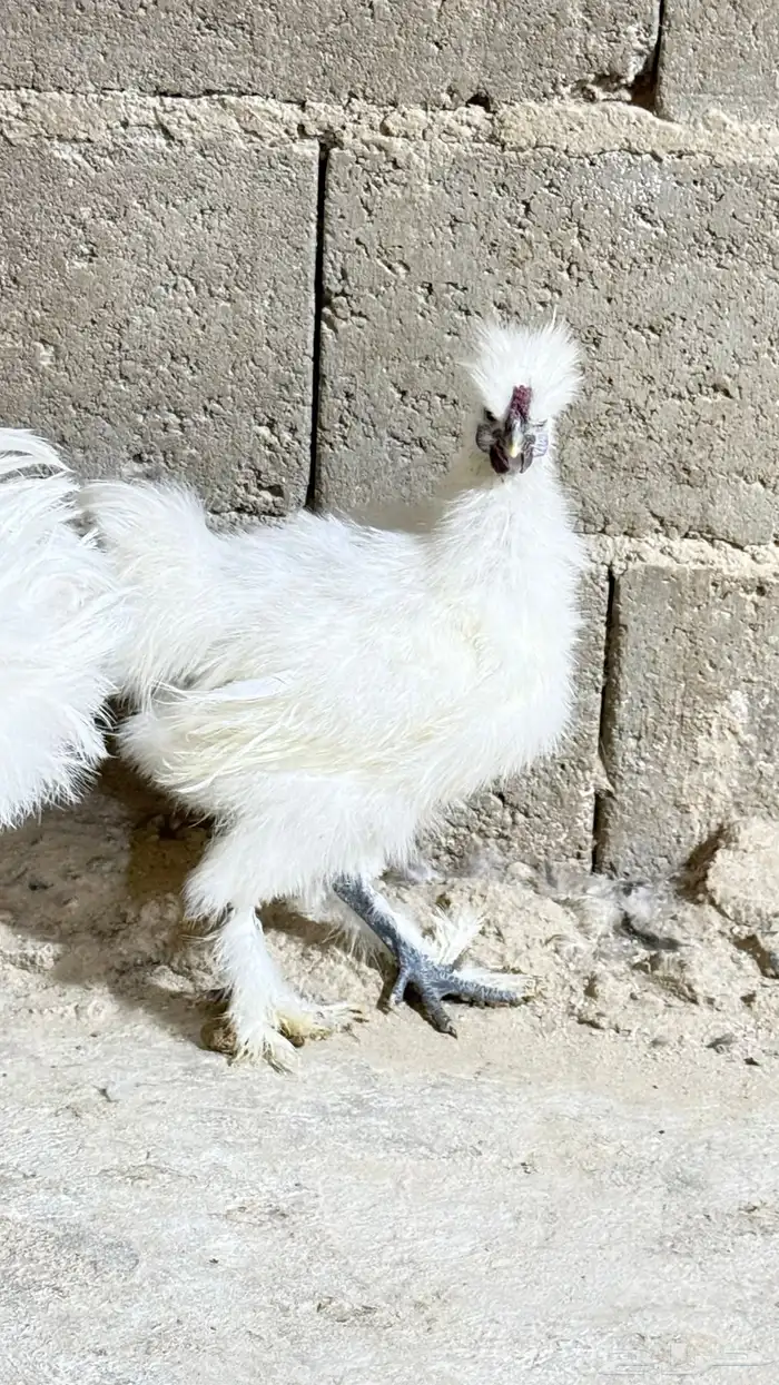 دجاج قطنى 2