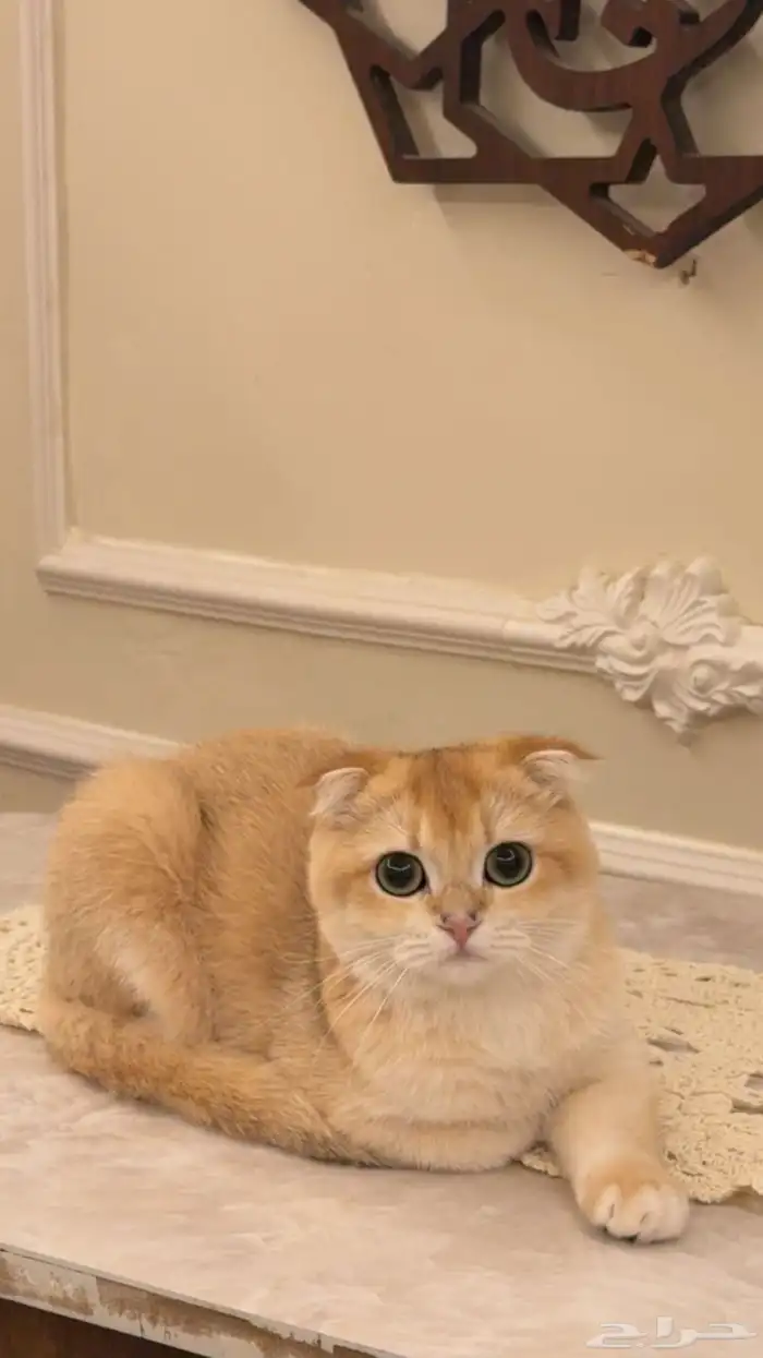 قطه سكوتش فولد أنثى مو للبيع ..طالبه تزاوج فقط 0