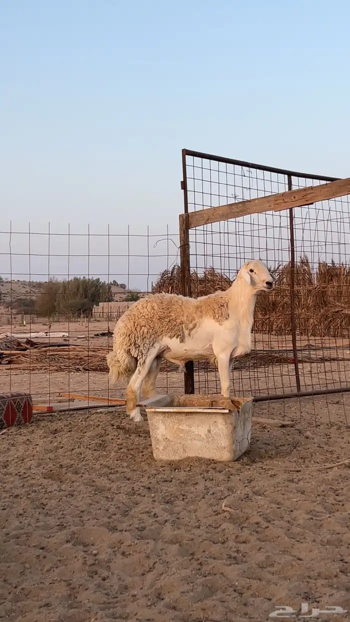 للبيع طلي السن توه مقلع رباع 0