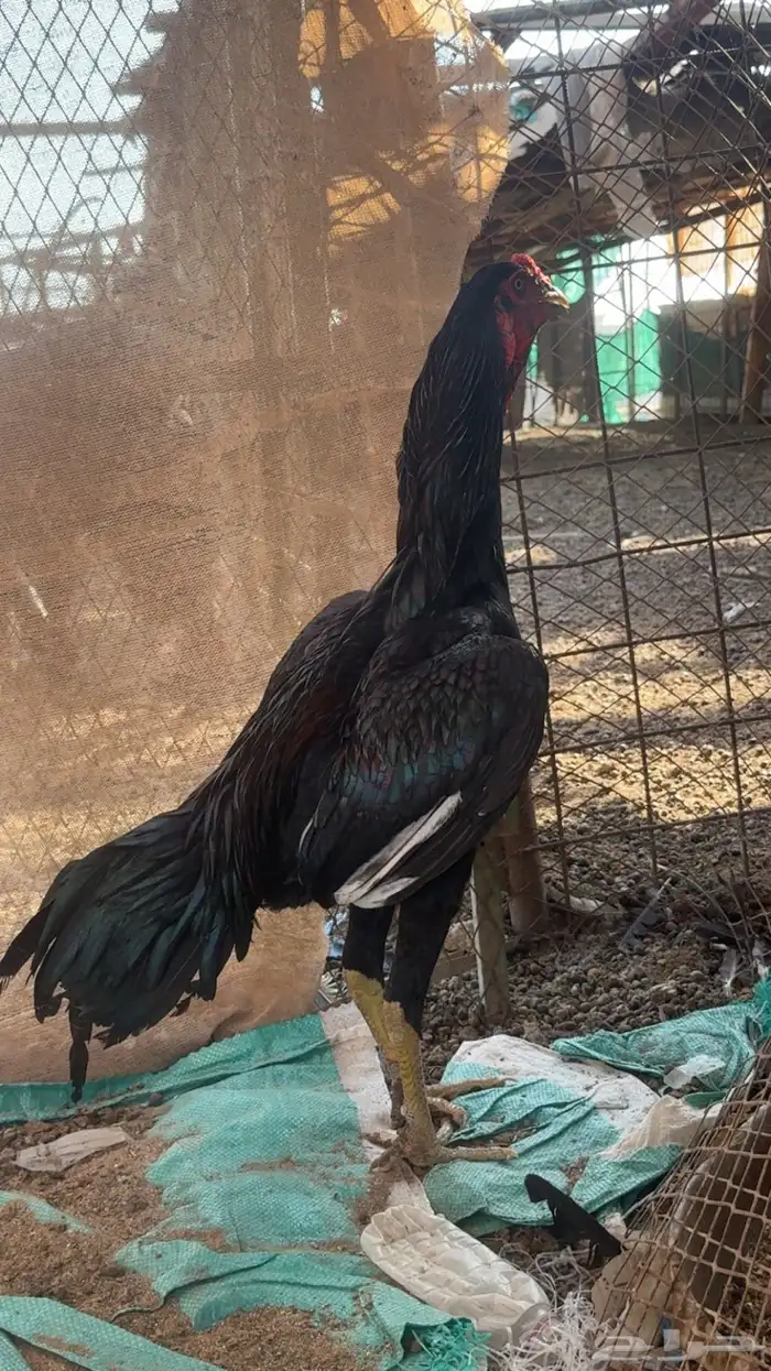 ديك سندي اسود 2