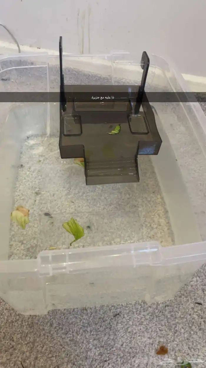 للبيع سلاحفتين 5