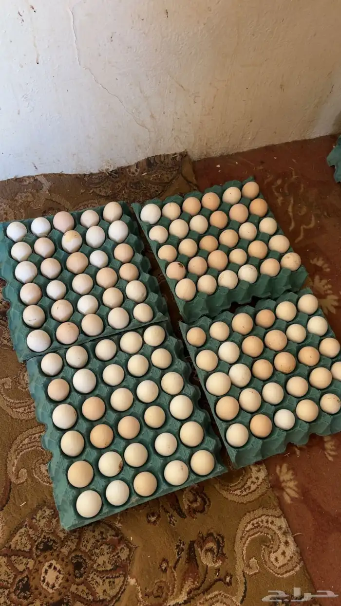 بيض فرنسي احمر 2