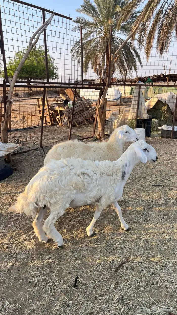 طليان ذبايح 0