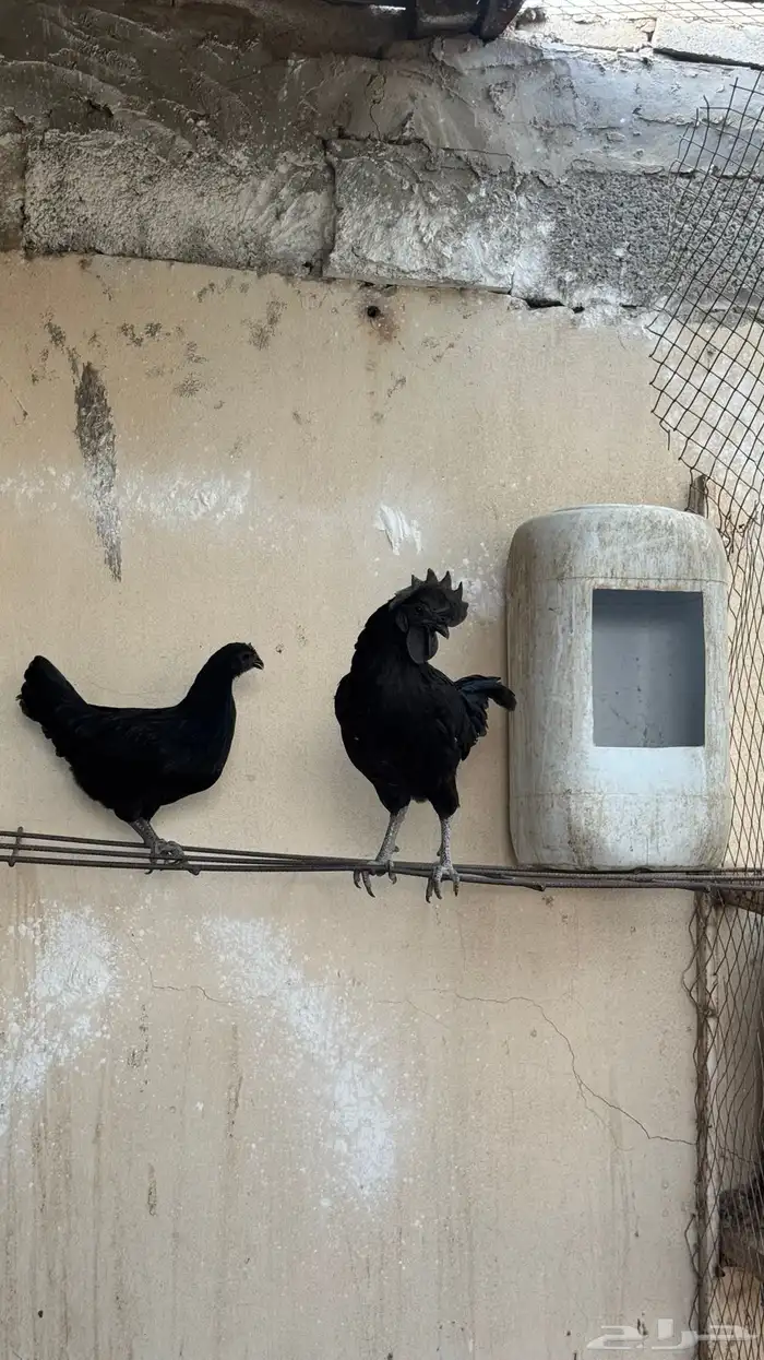 دجاج اندونيسي 1