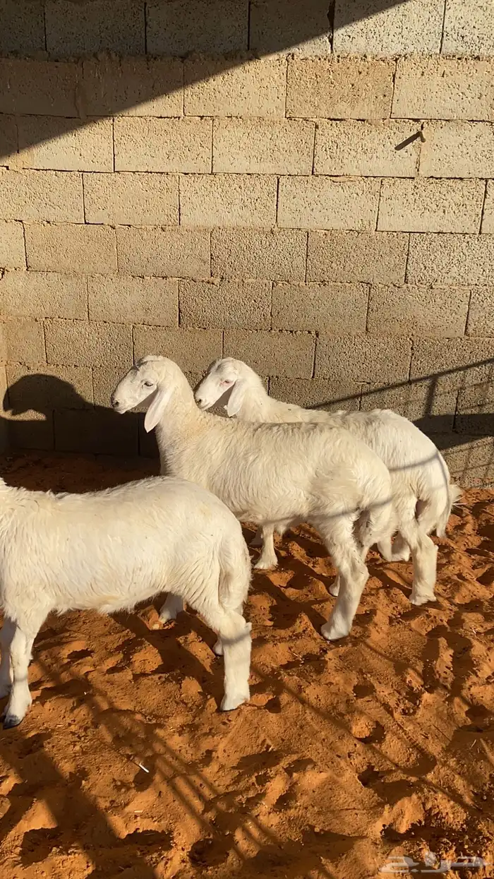 3 خرفان حريه 0