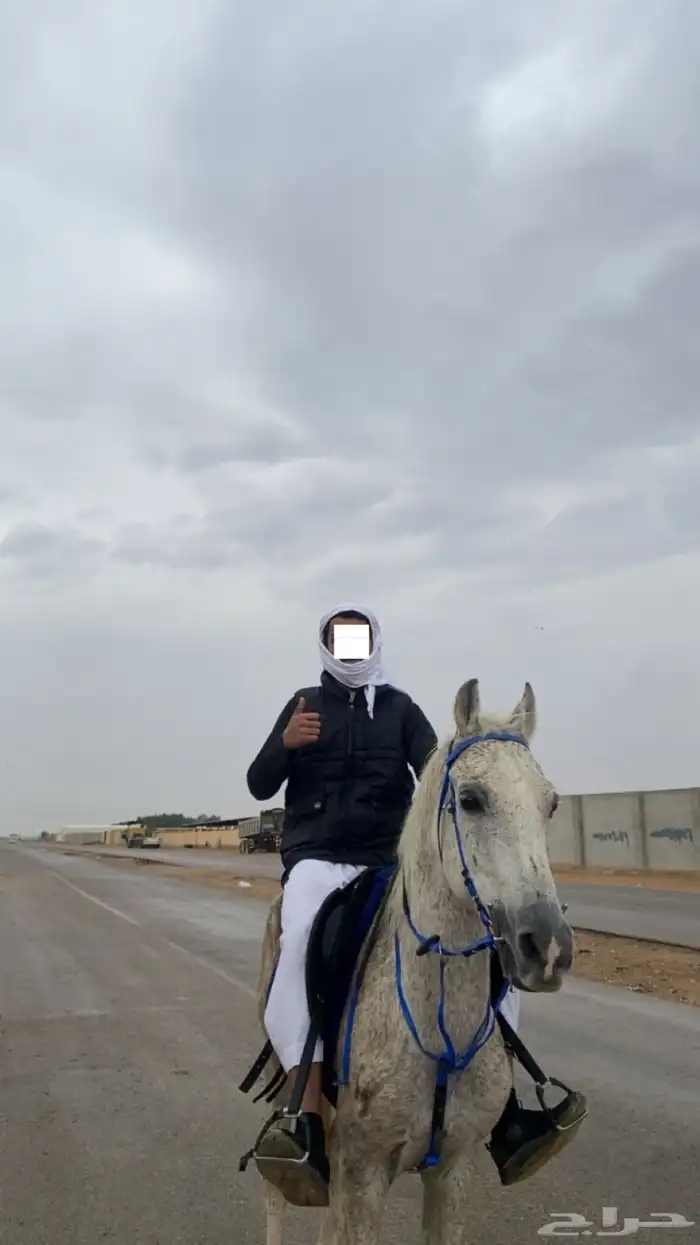 حصان للبيع 0