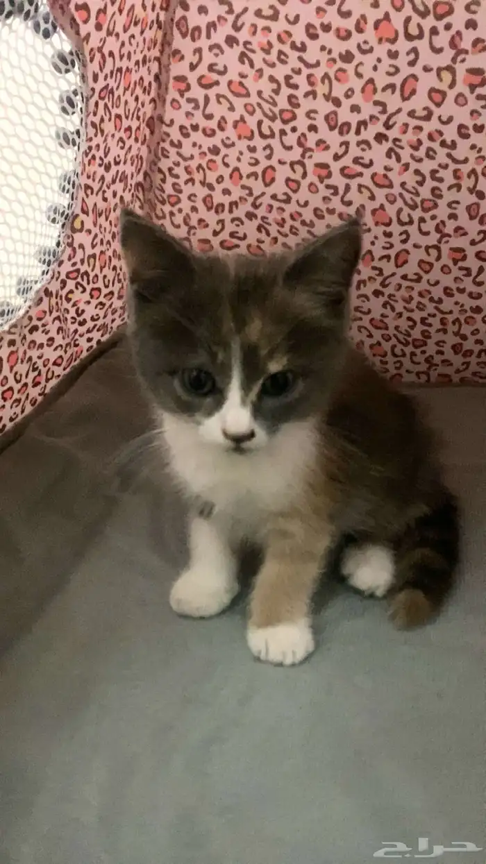 قط شرازي عمر شهرين 0