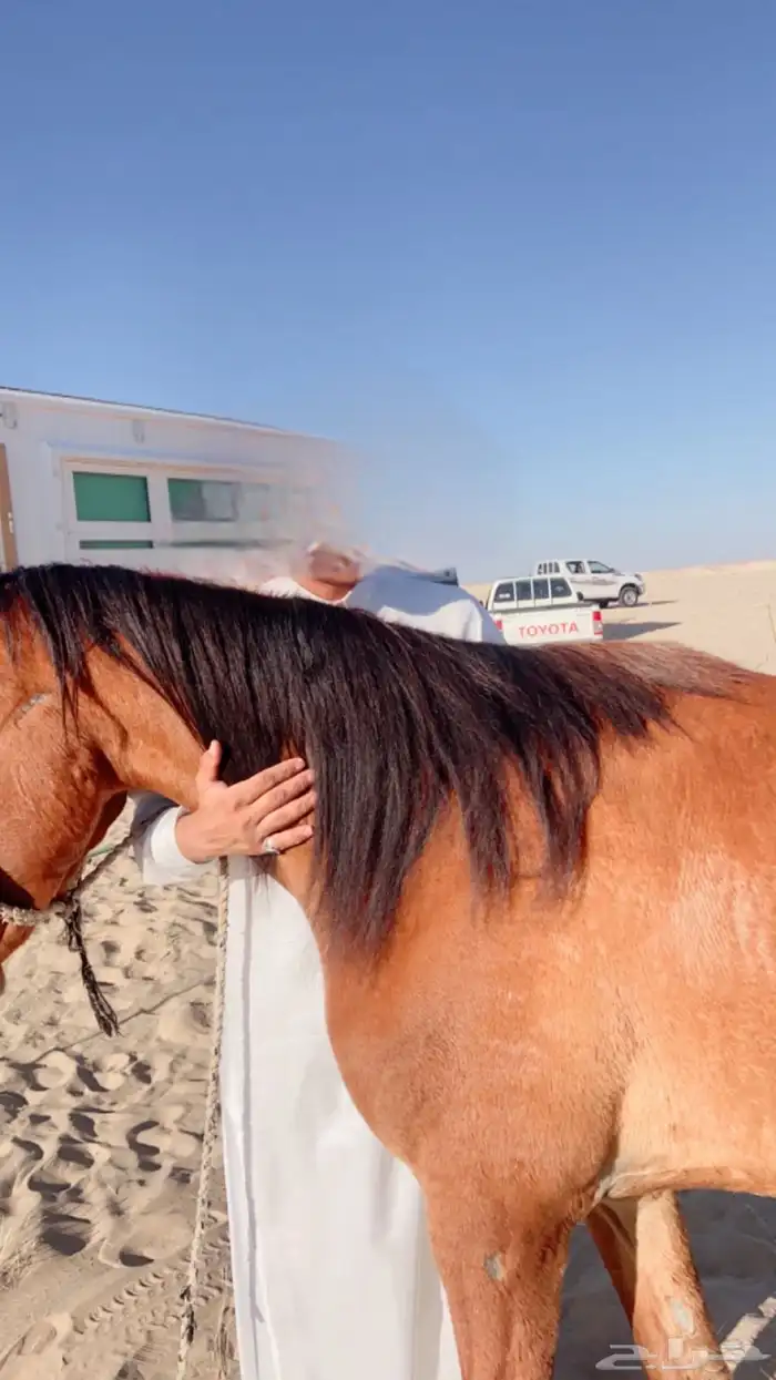 سلام عليكم 3