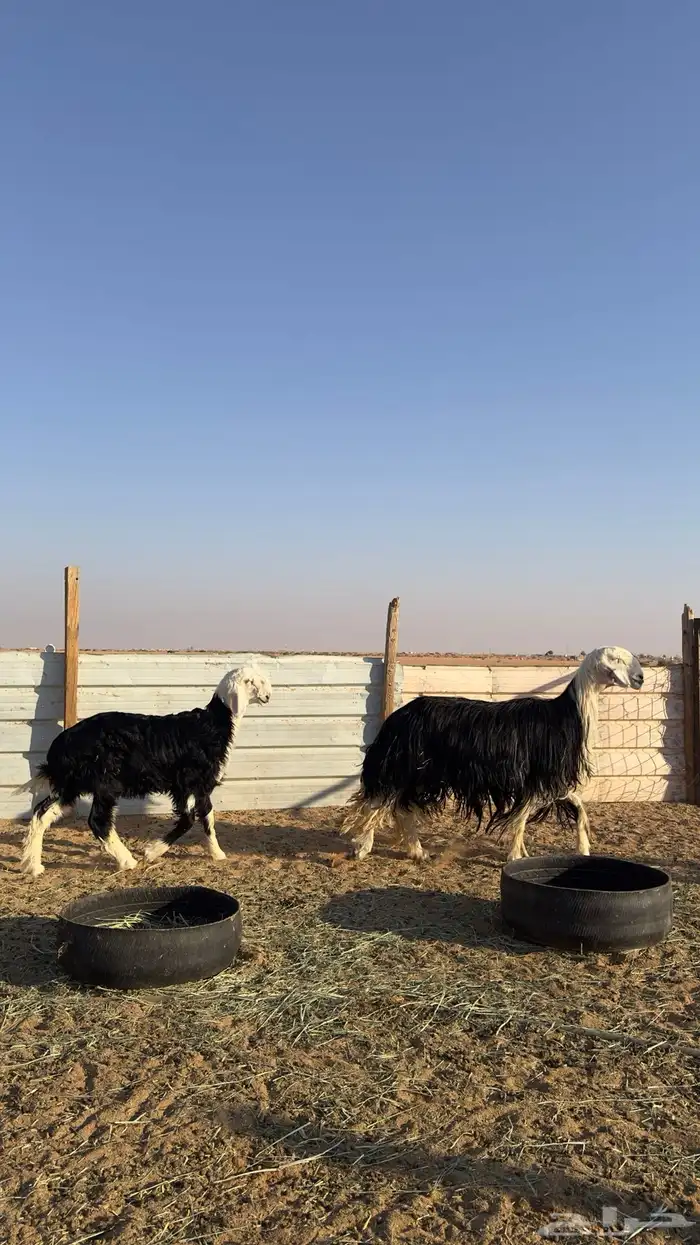 نجديه كفو تحتها خروف كفو 0