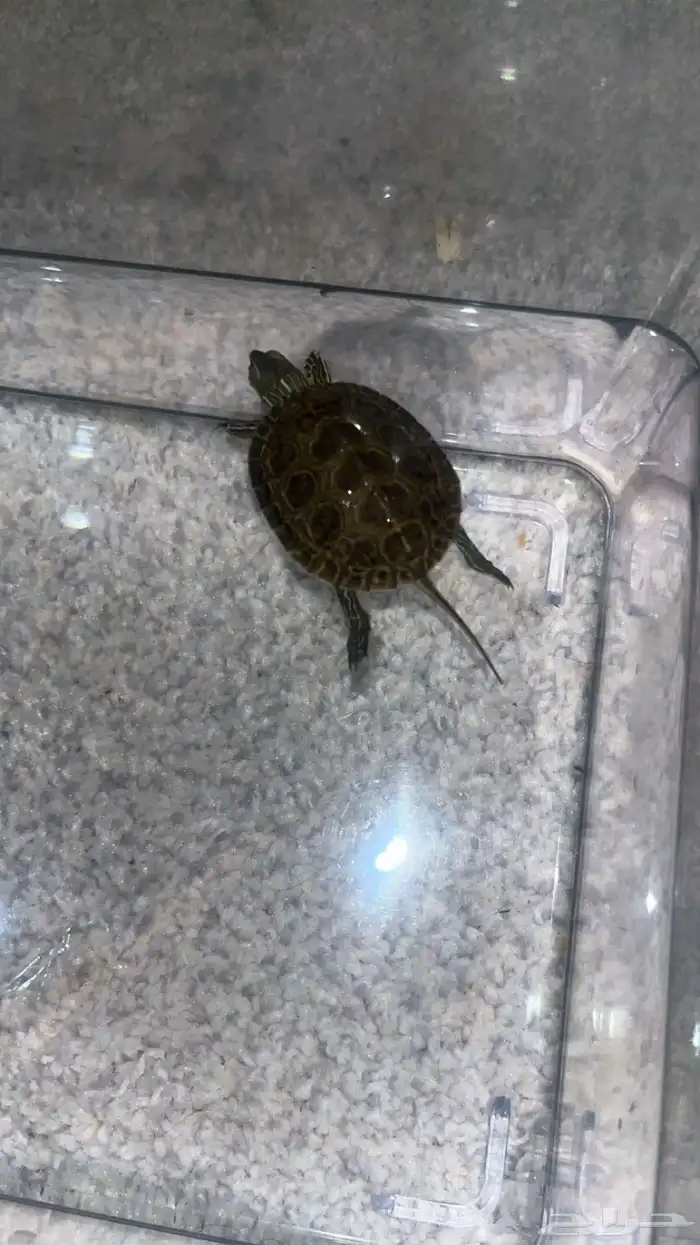 للبيع سلاحفتين 4