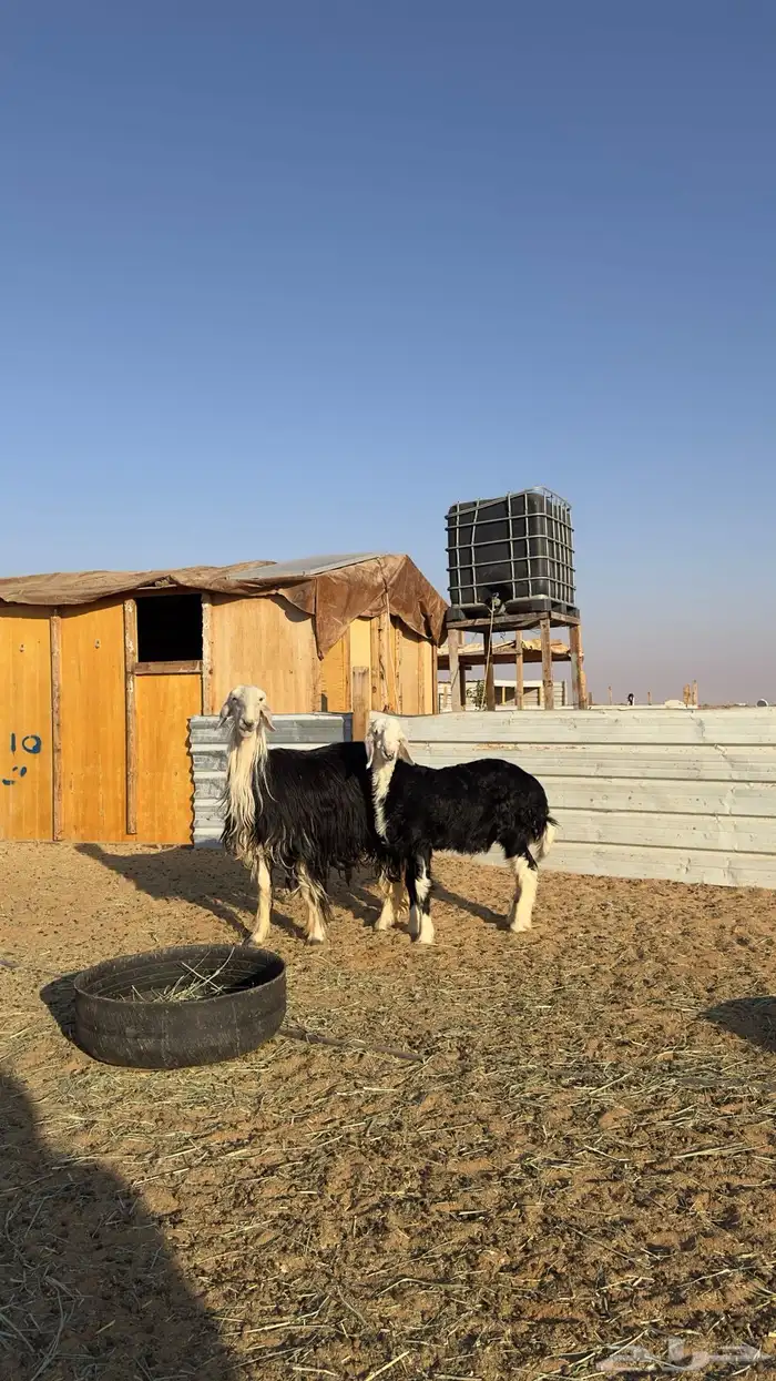 نجديه كفو تحتها خروف كفو 1