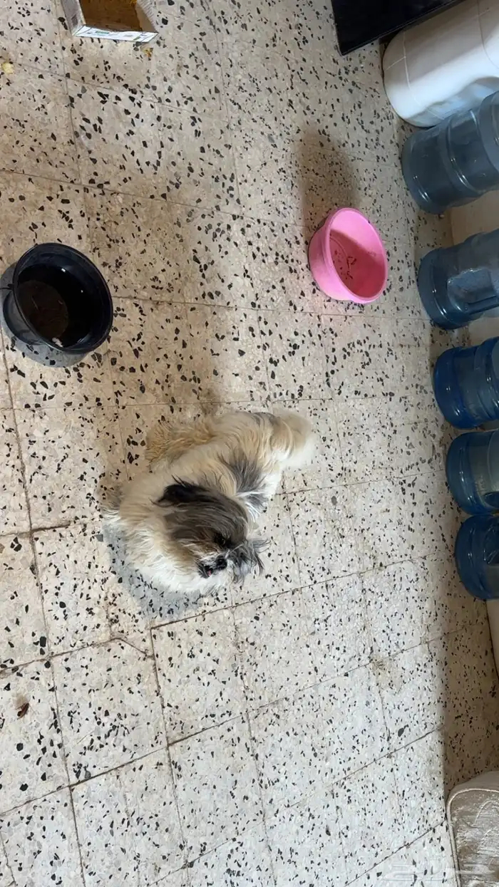 كلب مالتيز 0