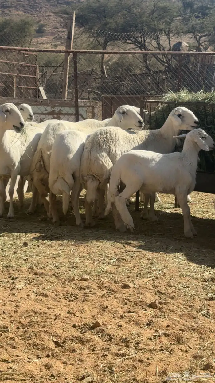 غنم حرش للبيع 1
