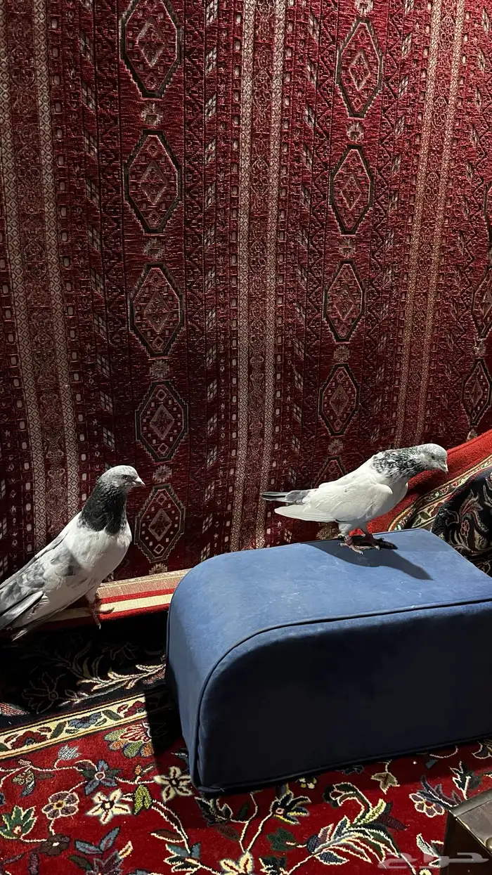 حمام باكستاني 2