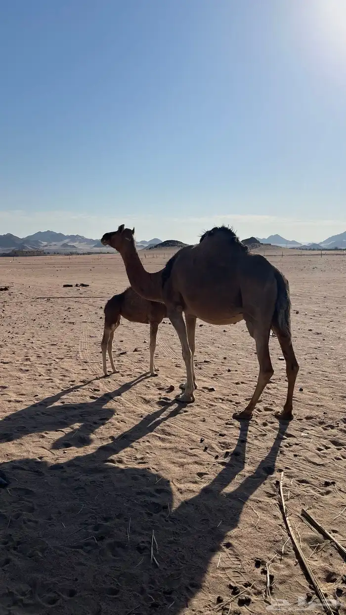 خلفه حمرا تحتها بكره 3