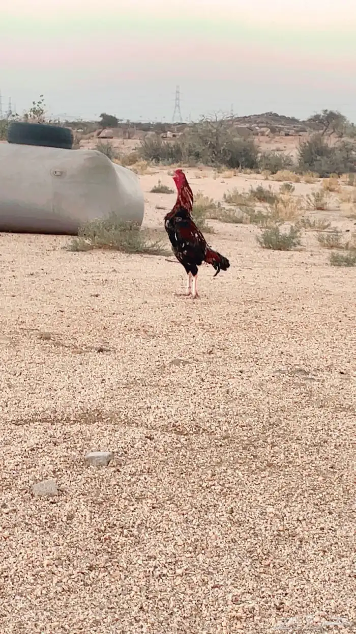 ديك باكستاني سندي 0