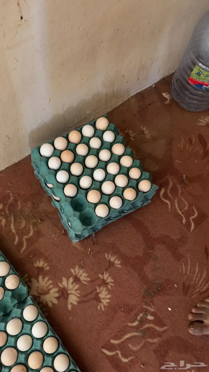 بيض فرنسي احمر 3