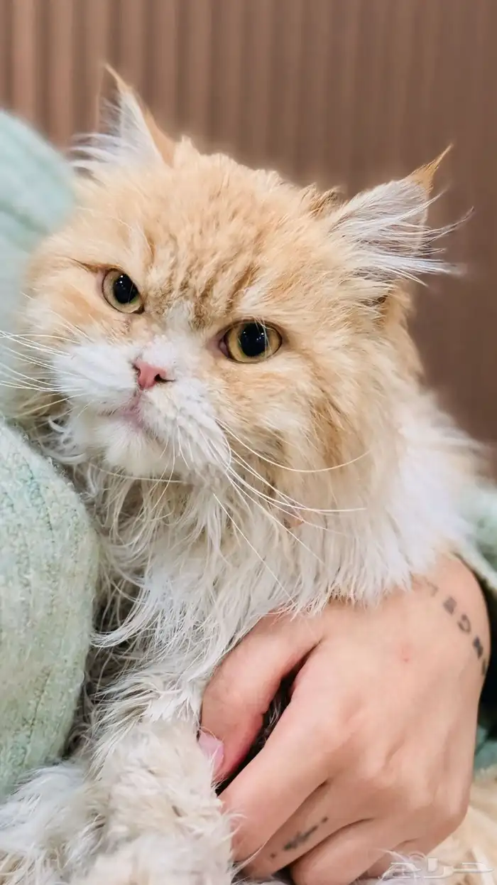 قط بيكي فيس 1