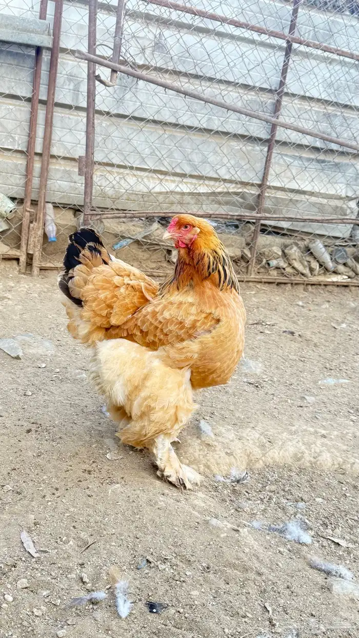 دجاج براهما 2