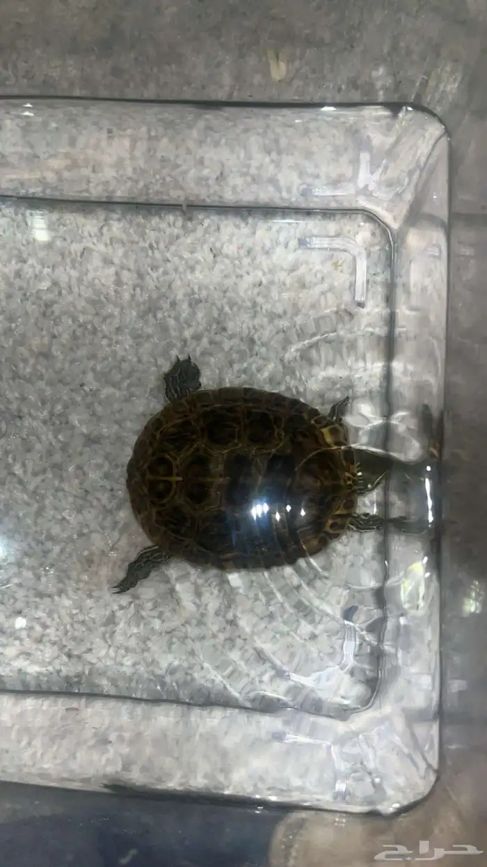للبيع سلاحفتين 1