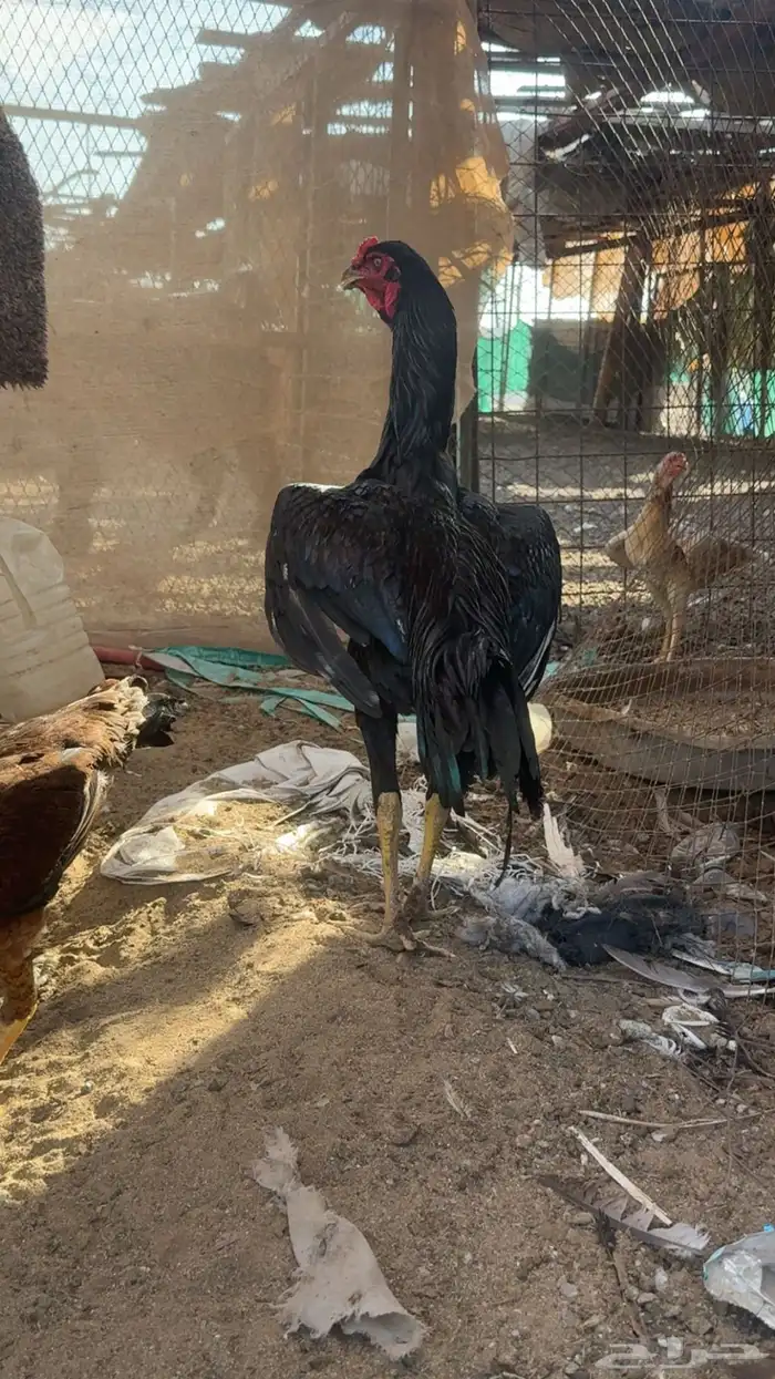 ديك سندي اسود 4