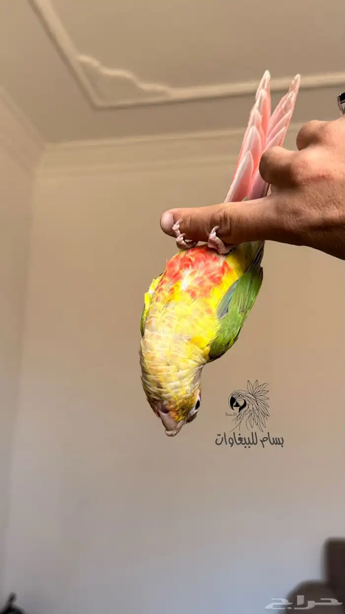 حبتين كنيور اليفه جدا  جدا  جدا  ادخل وشوف 5