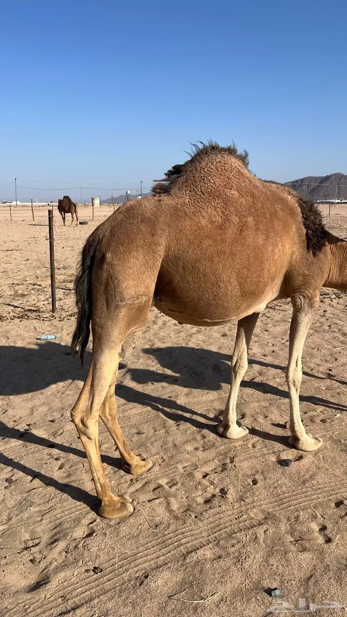 خلفه حمرا تحتها بكره 0