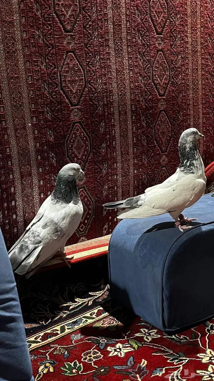 حمام باكستاني 1