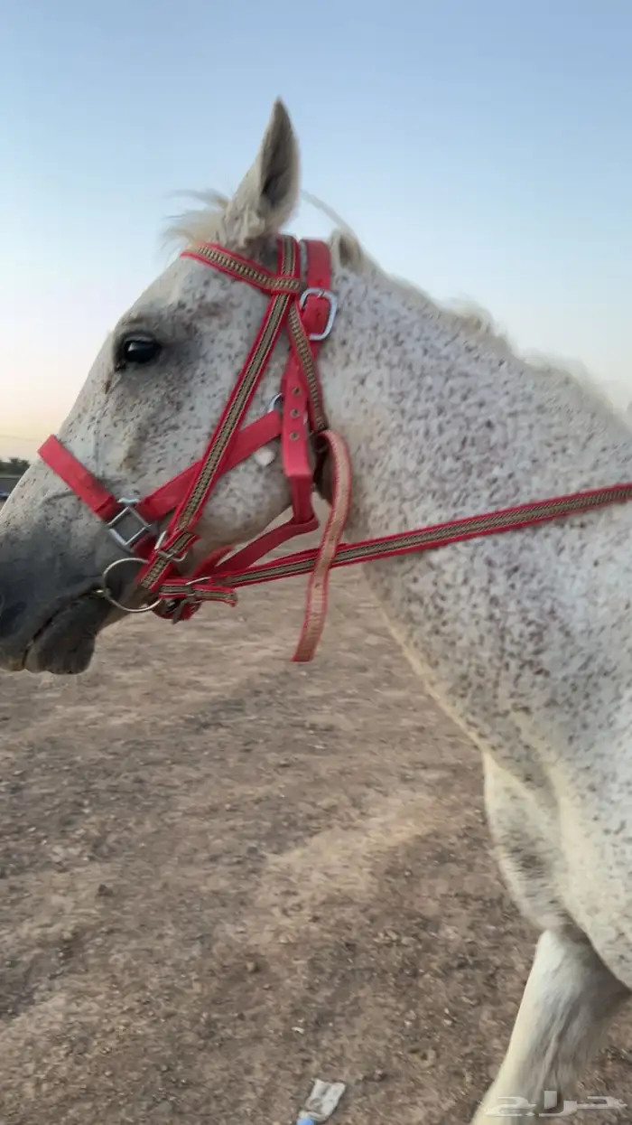 خيل عربي شعبي 0