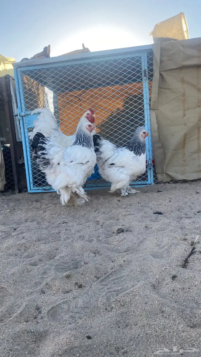 طقم كولومبي 2