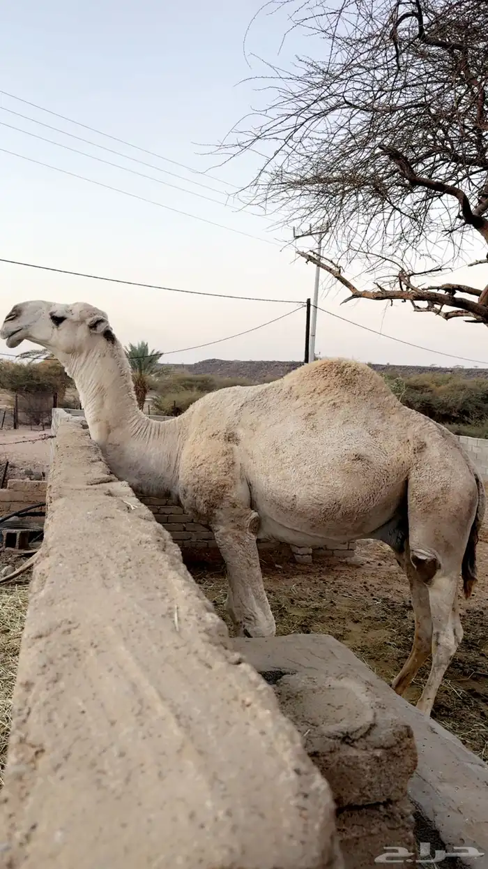 بعير فحل للبيع 0