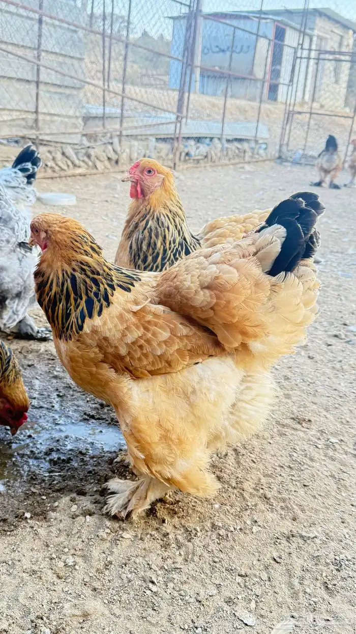 دجاج براهما 6