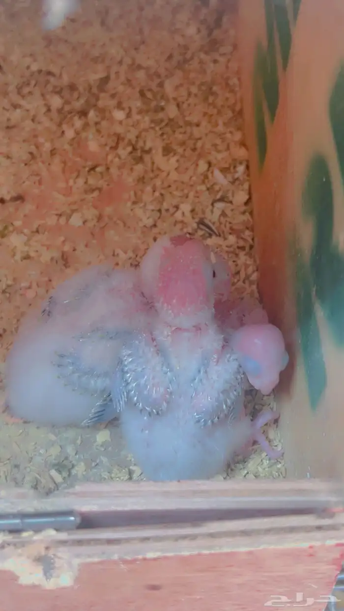 زوج كنيور اناناس دبل رد فاكتر بفروخه 3