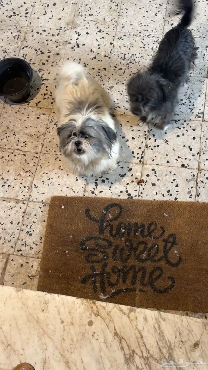 كلب مالتيز 1