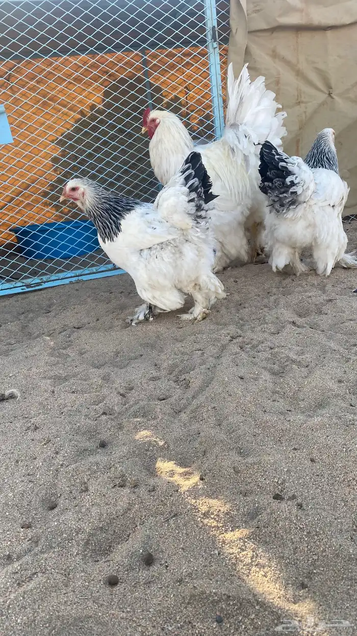 طقم كولومبي 3