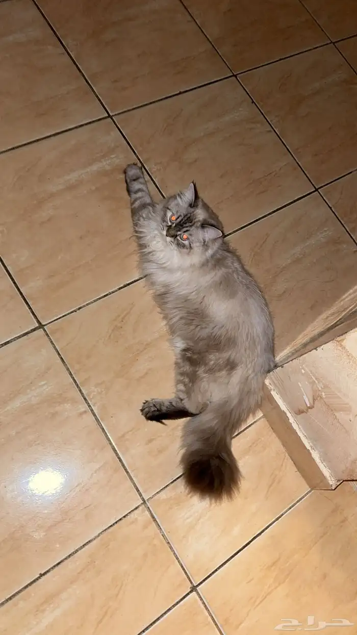 قط ذكر هملايا يطلب تزاوج 4